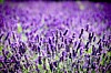 Levandule