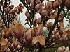 Mráz často zaskočí zahrádkáře a poškodí řadu kvetoucích stromů a ohrozí úrodu. Zhnědnou i květy magnolie.