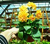 Dahlia