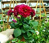 Dahlia