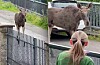 V ulicích Ludgeřovic na Opavsku se procházel los.