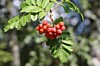 Jeřabiny