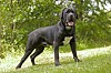 Cane corso jsou velmi nároční psi na chov.