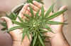 Marihuana