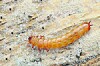 Larva lesáka si hoví na ledové krustě.