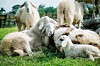 Wool fest