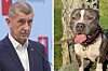 Babiš chce zpřísnit tresty za týrání zvířat.
